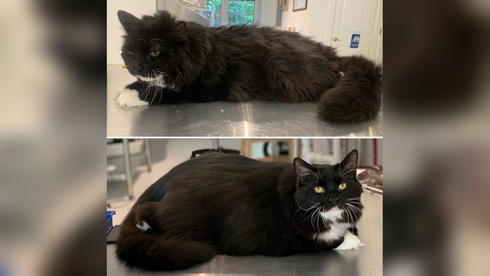 Should You Take Your Cat to a Groomer: Essential Tips & Benefits