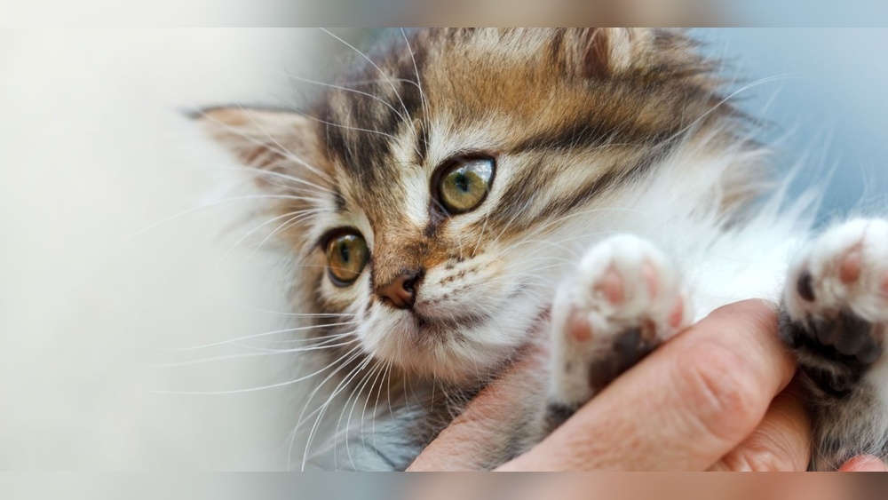 What Age Can a Male Cat Start Breeding: Essential Facts Revealed