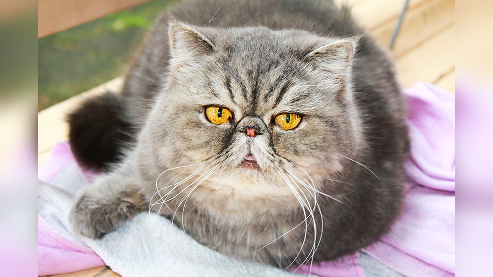 What Age Do Male Persian Cats Start Breeding