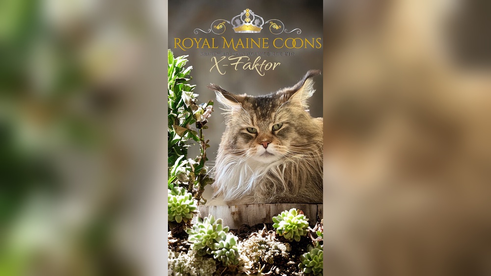 What Age Should You Retire a Breeding Cat