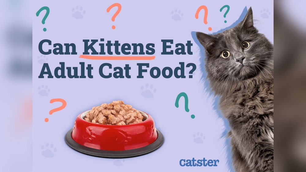 What Age to Feed Adult Canned Cat Food to Kitten: Expert Guide
