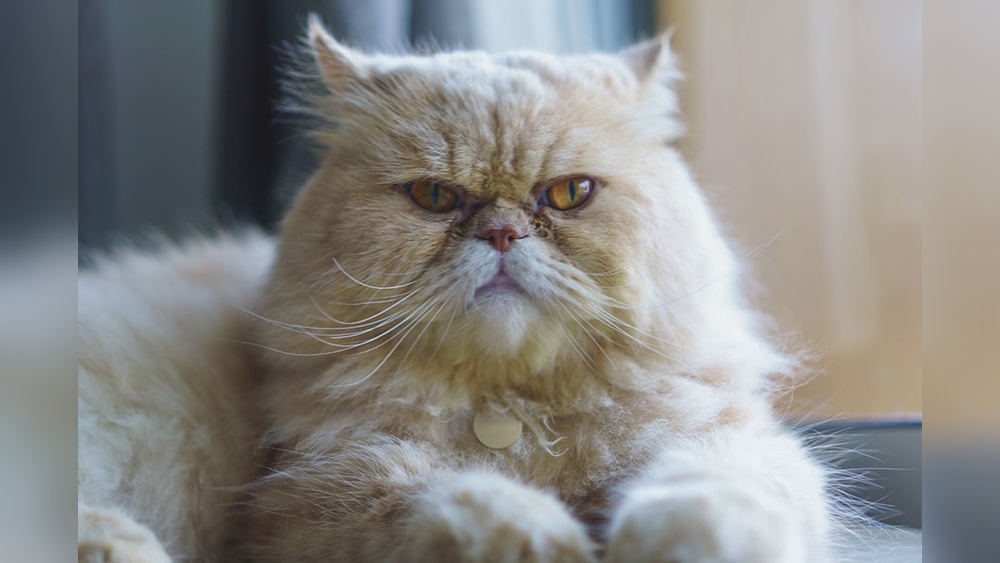 What are Brachycephalic Cat Breeds