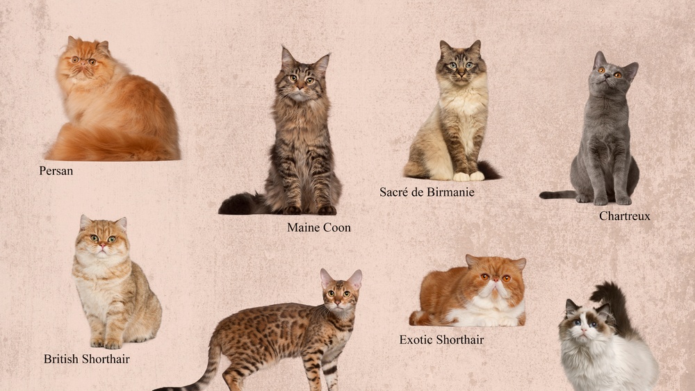 What are Breeds of Cats: Discover the Most Popular Feline Types