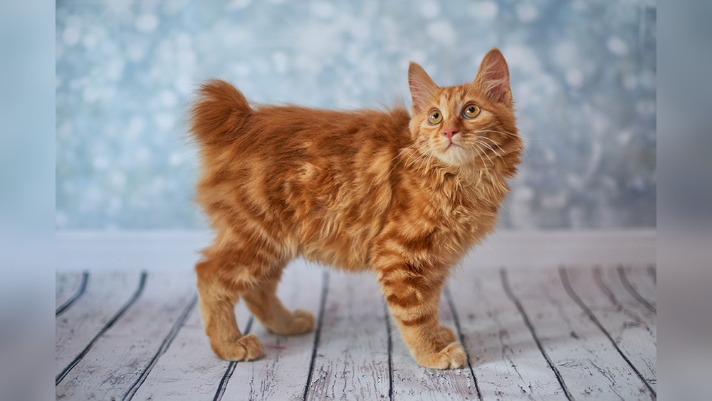 What are Cat Breeds With Stubby Taiks