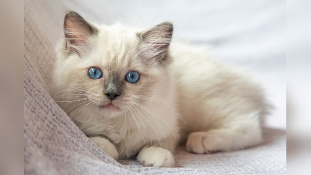 What are Cute Cat Breeds