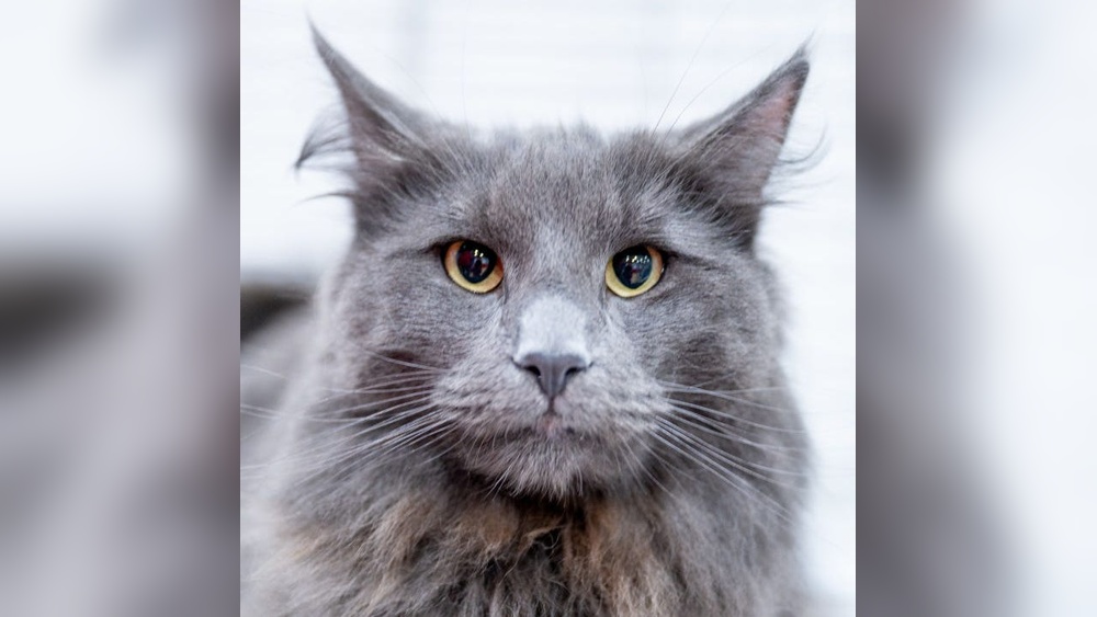What are Grey Cat Breeds