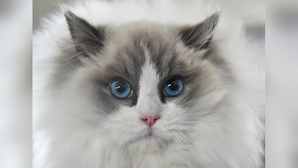 What are Some Breeds of Cats: Top Stunning Feline Varieties Revealed