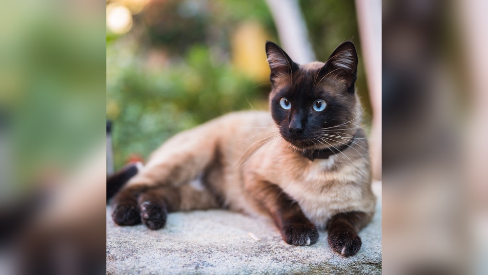 What are Some Cat Breeds: Top Picks for Every Feline Lover