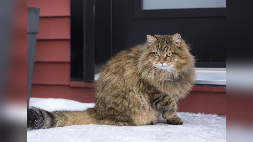 What are Some Fluffy Cat Breeds