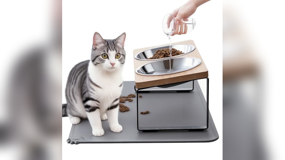 What are the Best Bowls for Cats: Top Elevated & Non-Slip Choices