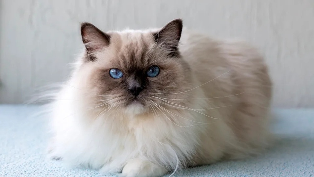 What are the Best Breeds of Cats: Top Picks for Every Cat Lover