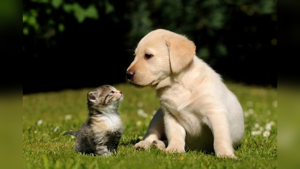 What are the Best Dog Breeds With Cats
