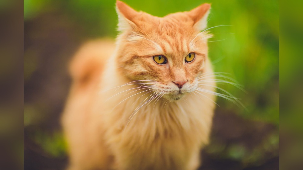 What are the Best Hypoallergenic Cat Breeds for People Petfinderpetfinder