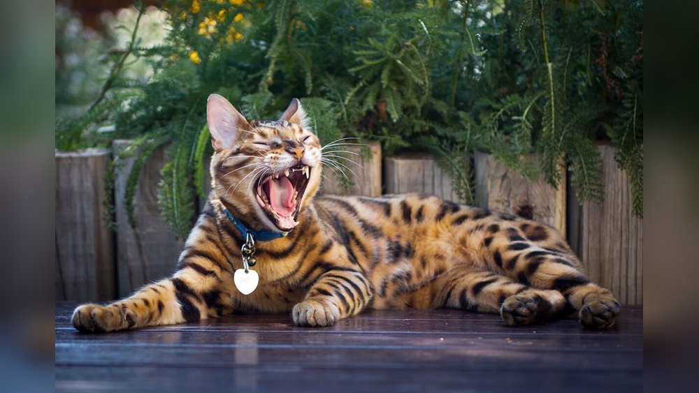 What are the Biggest Domestic Cat Breeds: Top Giants Revealed