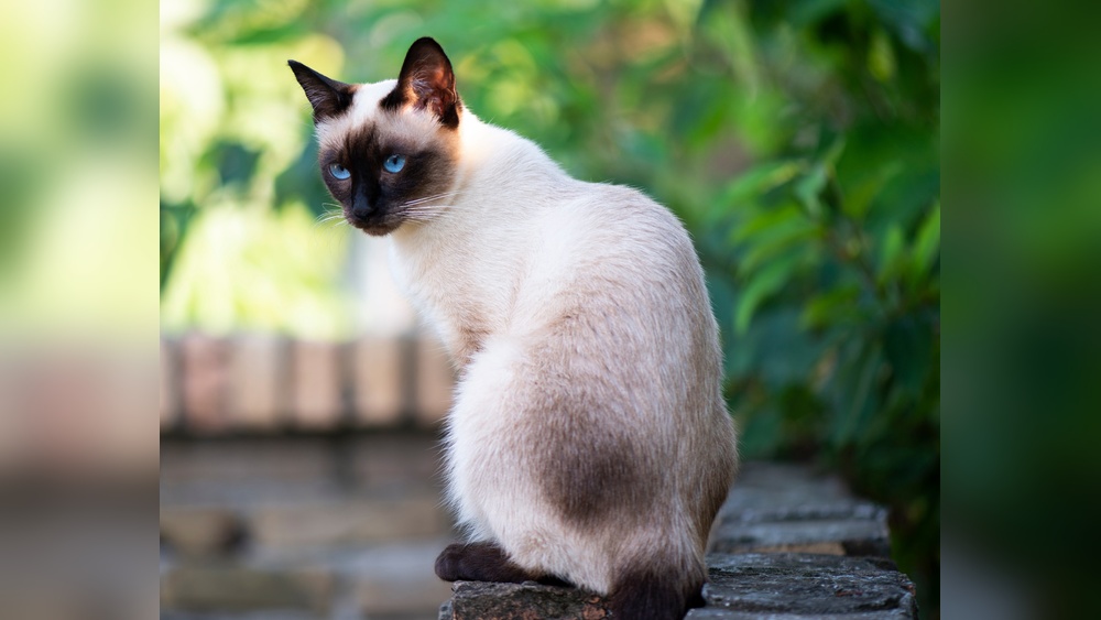 What are the Breeds of Hypoallergenic Cats: Top Allergy-Friendly Picks