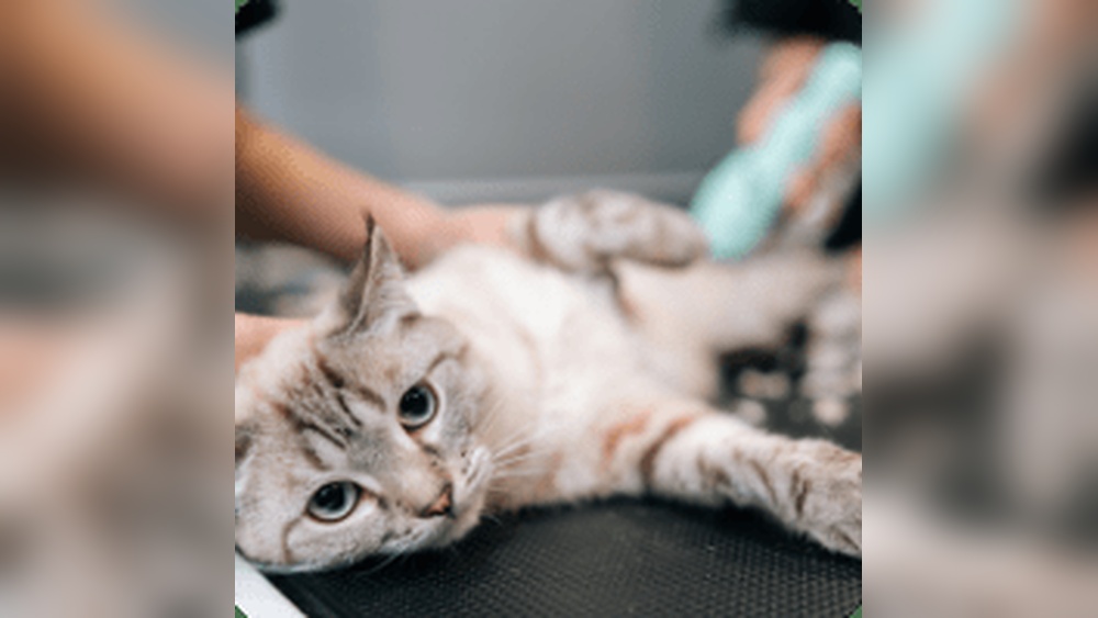What are the Cat Grooming Prices for Petco: Affordable & Transparent Rates