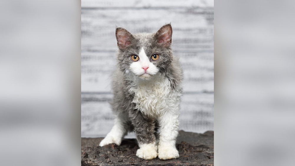 What are the Cutest Cat Breeds: Top Adorable Feline Friends Revealed