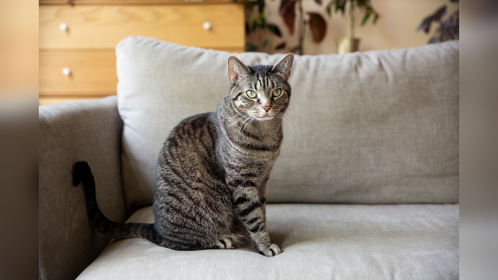 What are the Different Breeds of Domestic Shorthair Cats