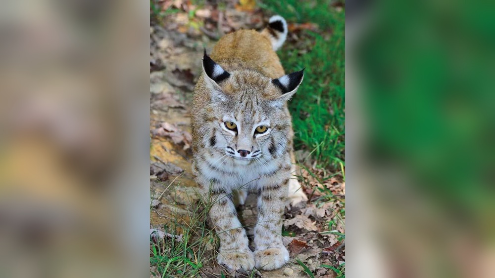 What are the Different Breeds of House Cats in Wv
