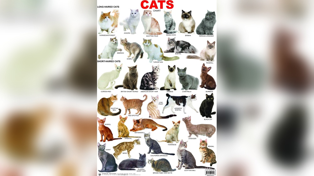 What are the Different Types of Cat Breeds