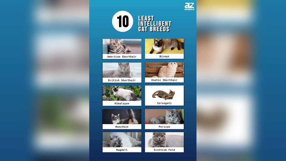What are the Dumbest Cat Breeds