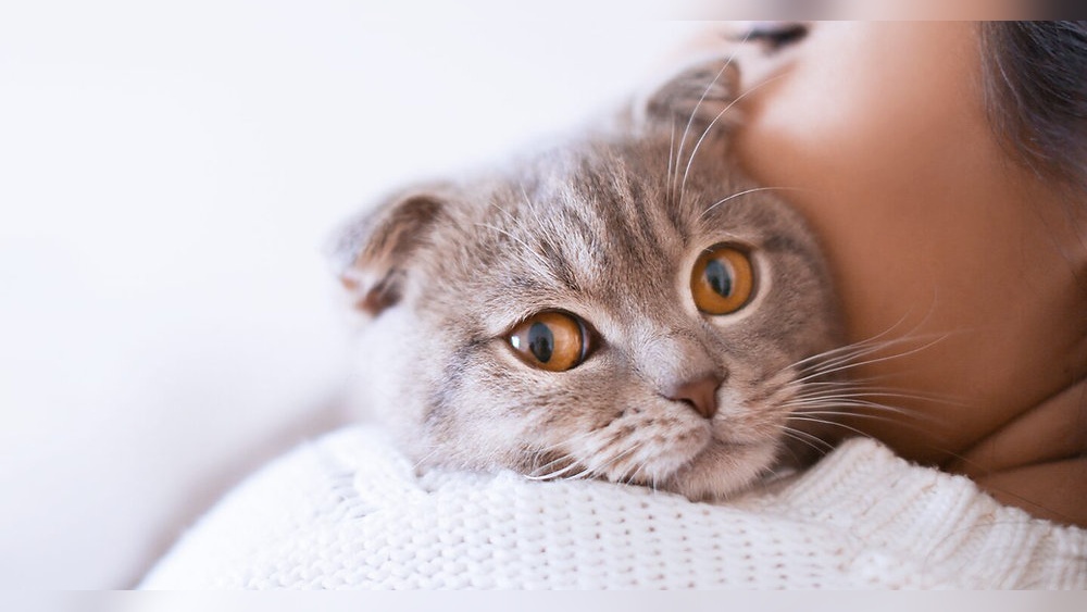 What are the Friendliest Cat Breeds: Top Loving Cats Revealed