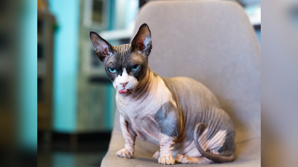 What are the Hairless Cat Breeds