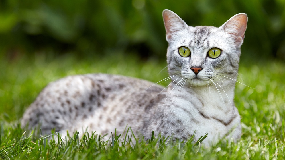 What are the Healthiest Cat Breeds: Top Picks for Longevity & Vitality