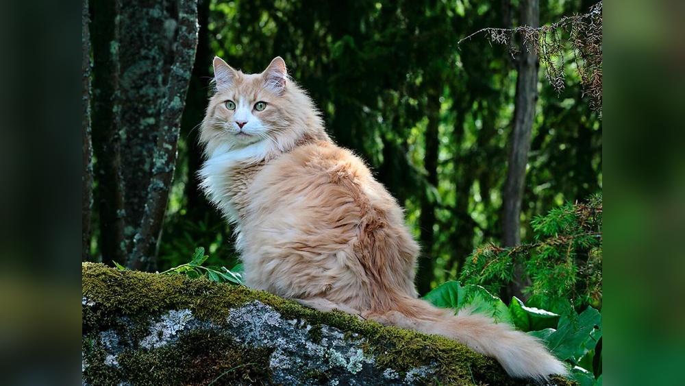 What are the Largest Cat Breeds: Discover Giants of the Feline World