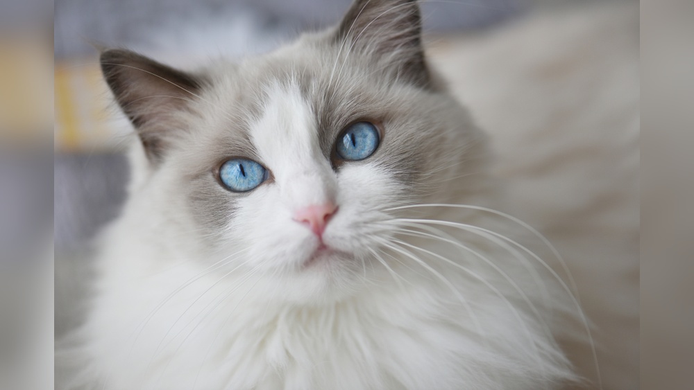 What are the Least Friendly Cat Breeds