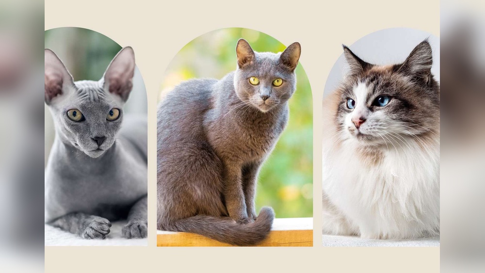 What are the Longest Lived Cat Breeds