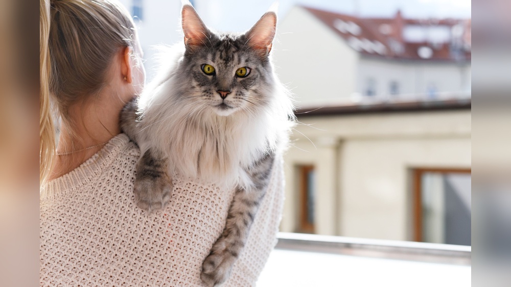 What are the Most Clingy Cat Breeds: Top Affectionate Felines Revealed