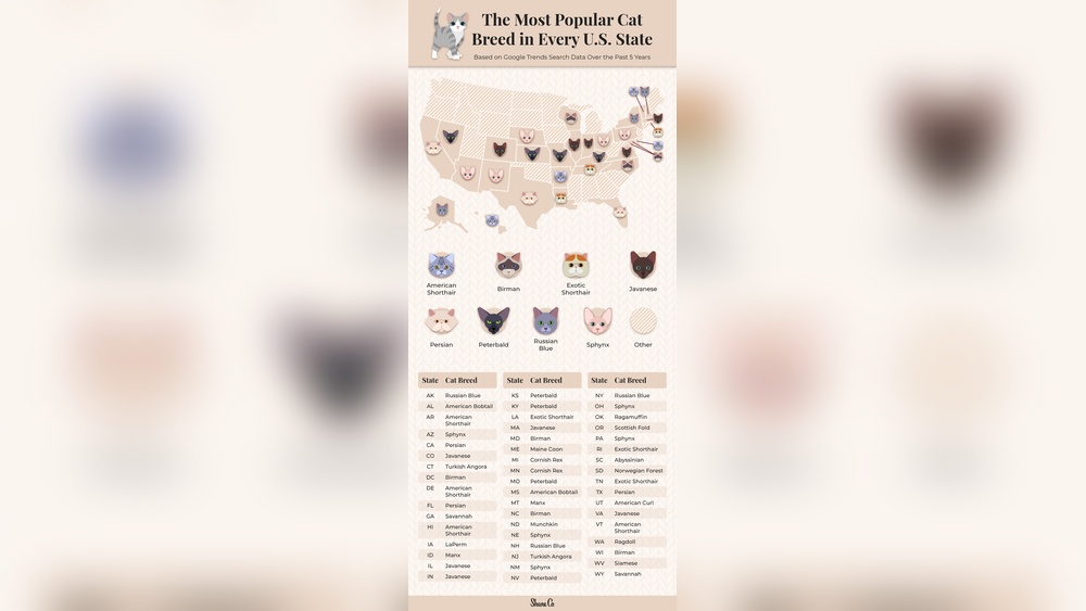 What are the Most Common Cat Breeds in the Usa