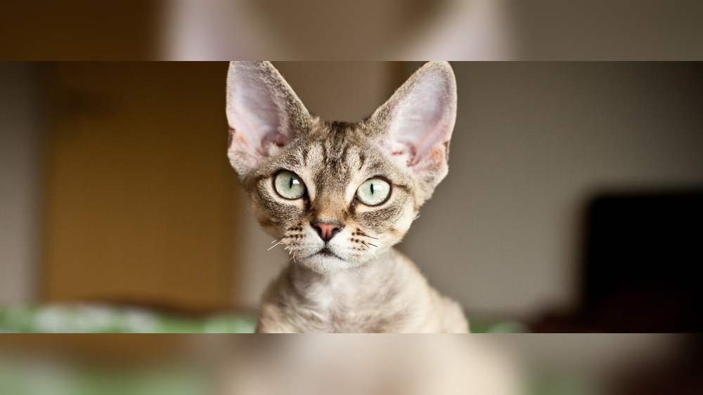 What are the Most Hypoallergenic Cat Breeds