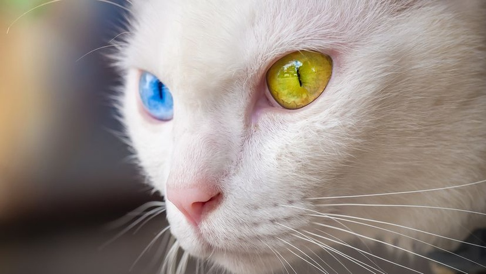 What are the Most Rare Cat Breeds
