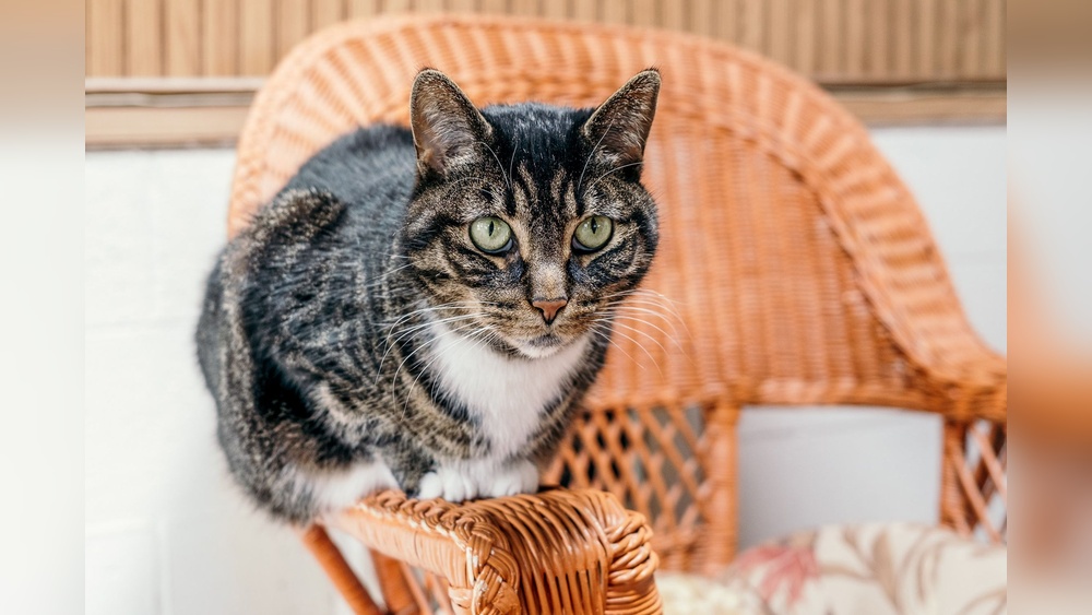 What are the Names of Common Mixed Cat Breeds