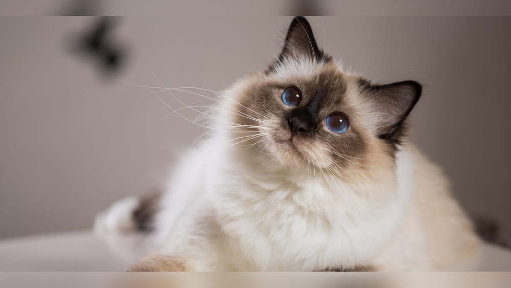 What are the Prettiest Cat Breeds