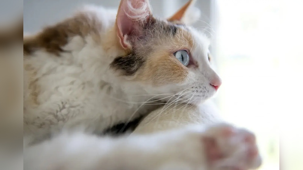 What are the Rarest Cat Breeds: Discover Exotic Feline Treasures