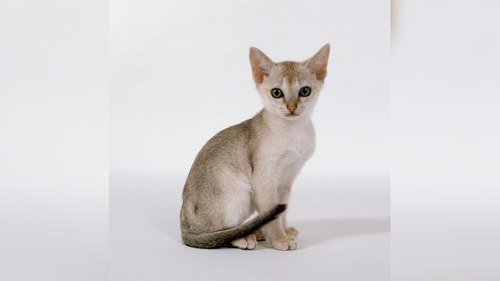 What are the Smallest Cat Breeds: Top Tiny Felines You&rsquo;ll Love