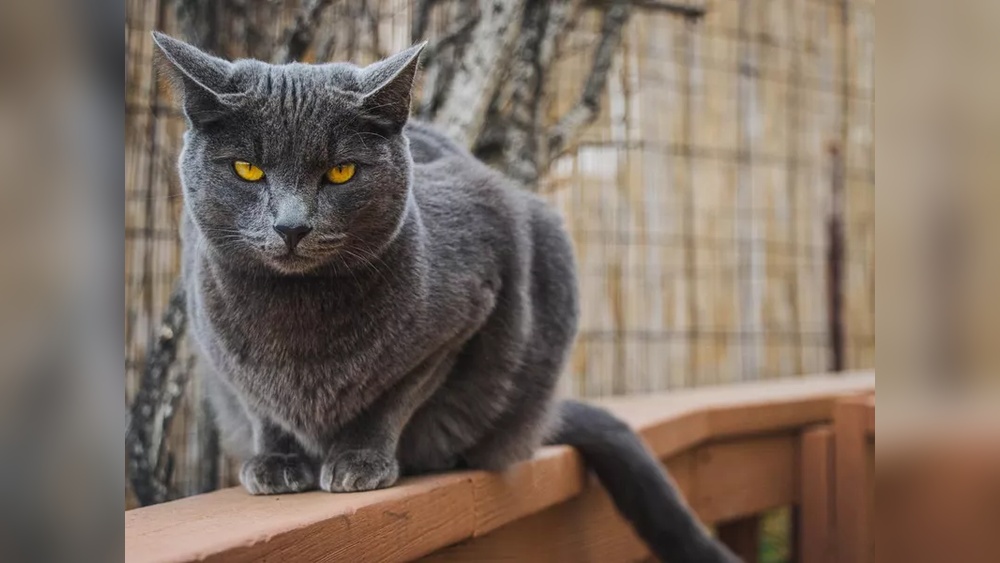 What are the Strongest Cat Breeds