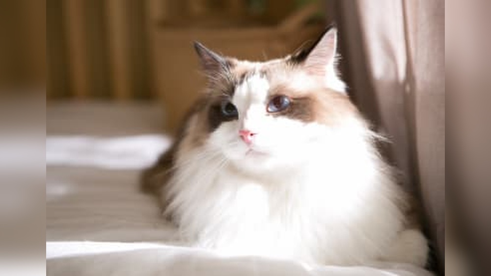 What are the Top 6 Domestic Cat Breeds