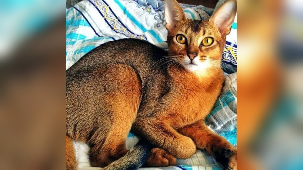 What Breed Mix of Cat Involves Abyssinian Breeder