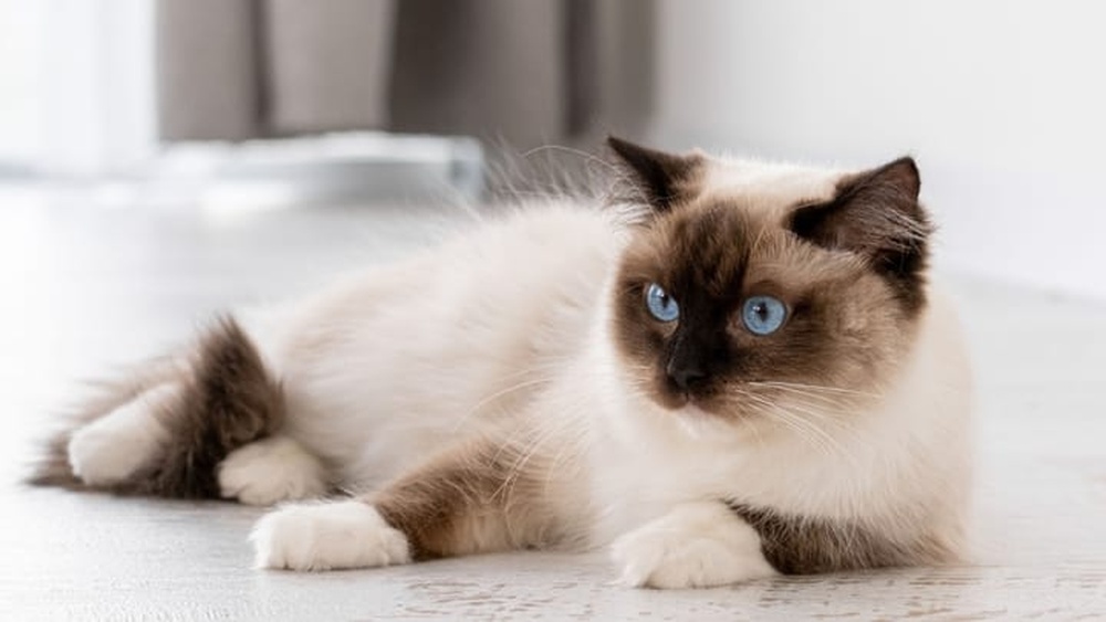 What Breeds Make a Ragdoll Cat: Discover Their Unique Origins
