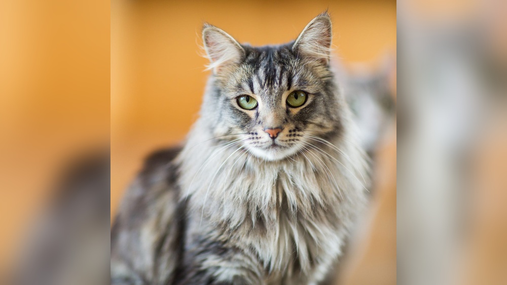 What Breeds of Cats are There: Ultimate Guide to Feline Varieties
