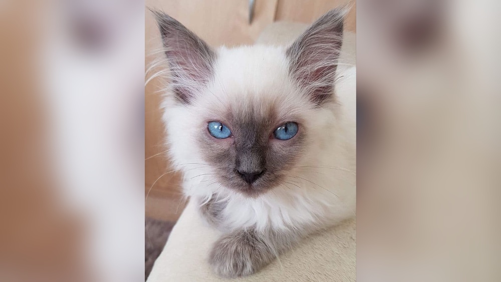 What Breeds of Cats Have Blue Eyes: Stunning Feline Beauties Revealed