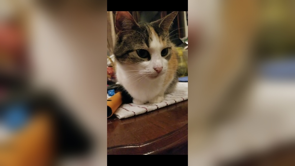 What Breeds of Cats Have Slanted Eyes: Stunning Feline Types Revealed