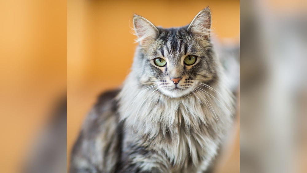 What Breeds of Cats Like Water: Surprising Feline Favorites Revealed