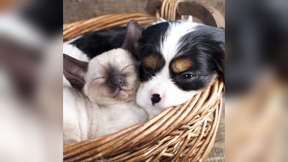 What Breeds of Dogs are Good With Cats: Top Friendly Picks