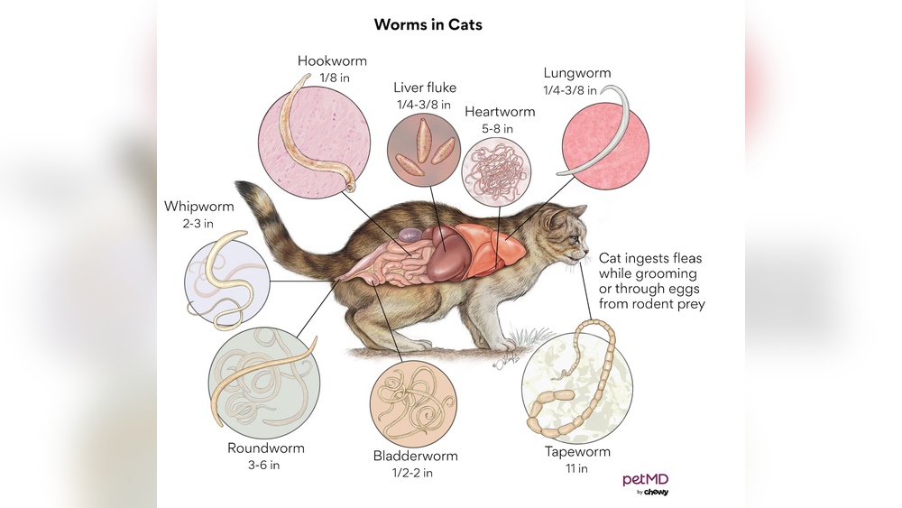 What Can Happen If Cats Eat Fleas When They Groom: Surprising Risks Revealed