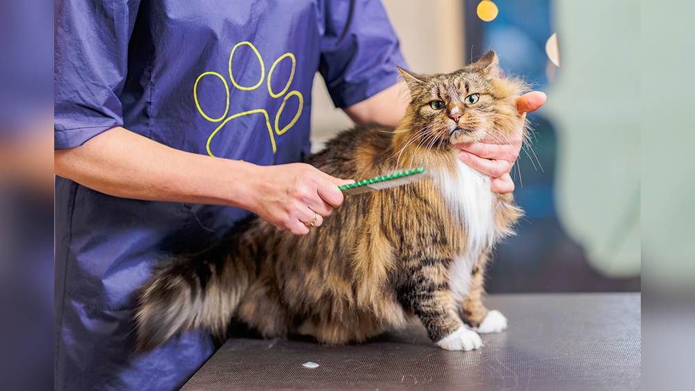 What Can I Give My Cat to Sedate for Grooming: Safe Tips Revealed